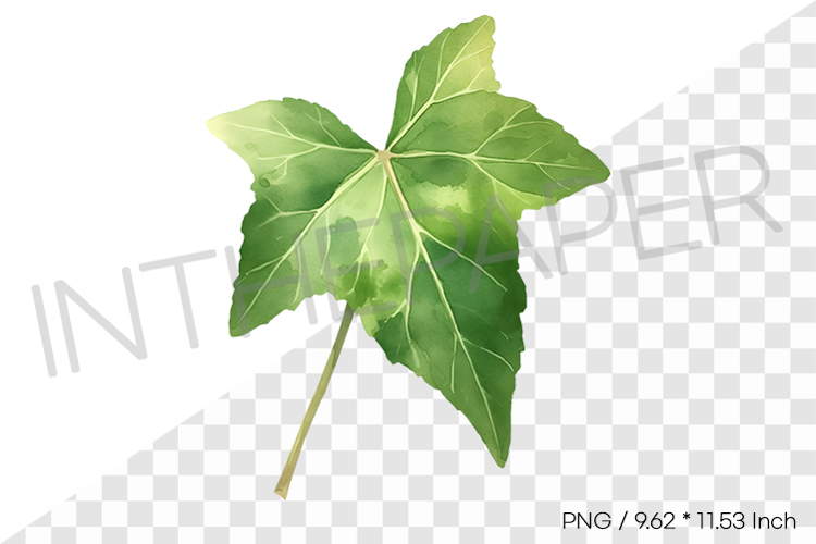 Ivy Drawing Image 5
