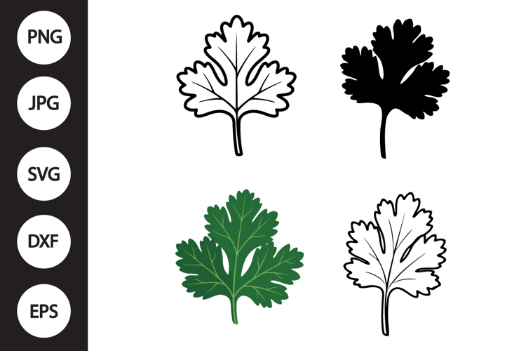 Cilantro SVG, Cilantro Clipart