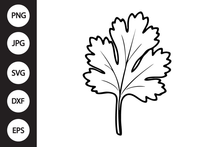 Cilantro SVG example image 1