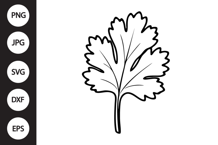 Cilantro SVG