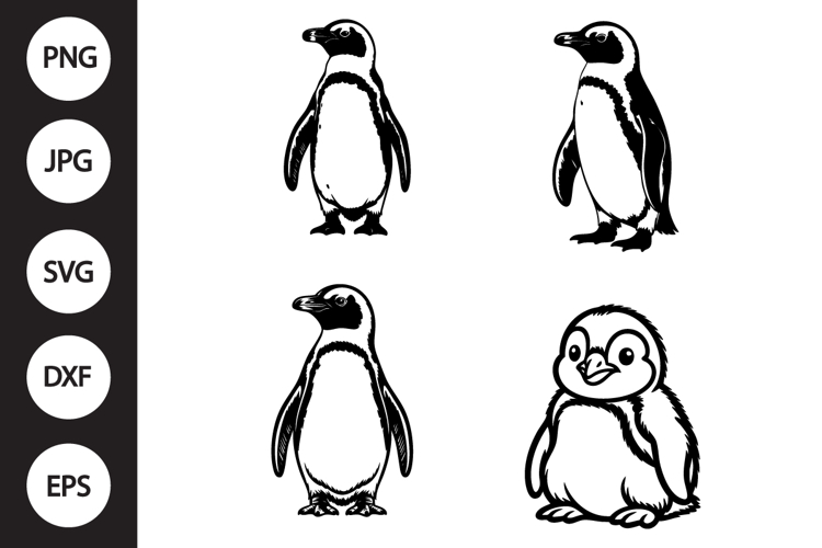 African Penguin SVG, African Penguin Clipart