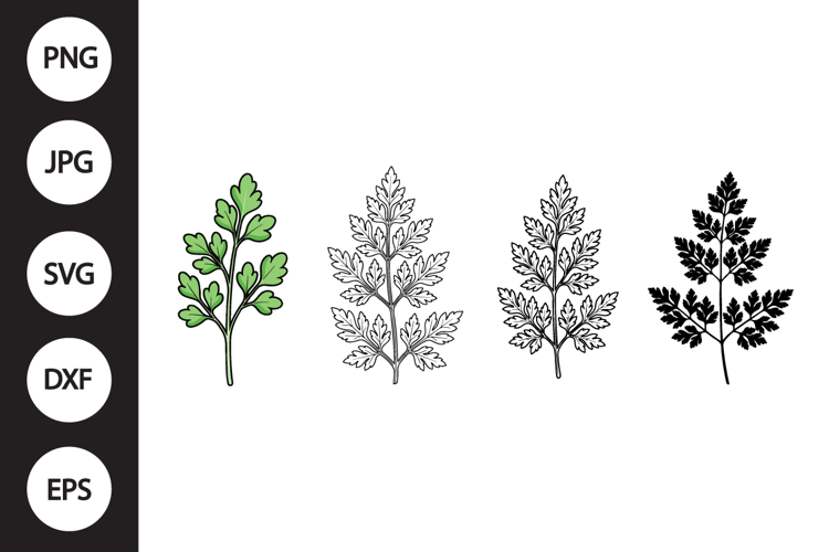 Chervil Herb SVG, Chervil Herb Clipart