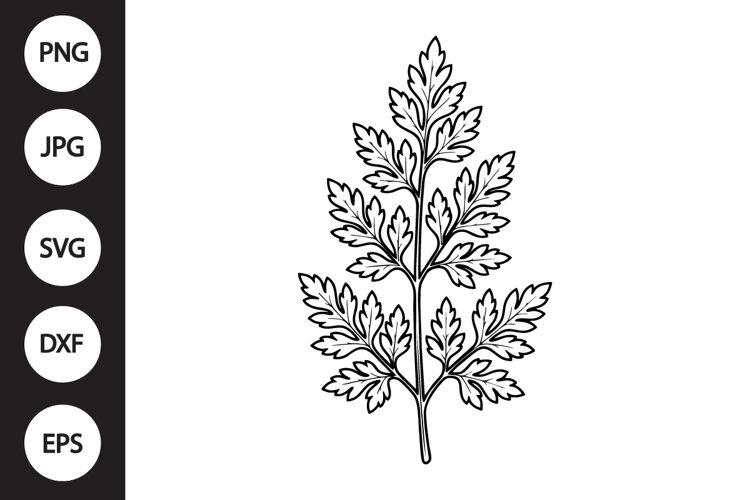Chervil Herb SVG example image 1
