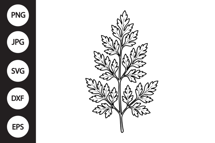 Chervil Herb SVG