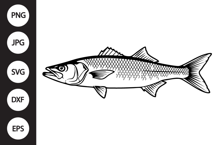 Barramundi Fish SVG
