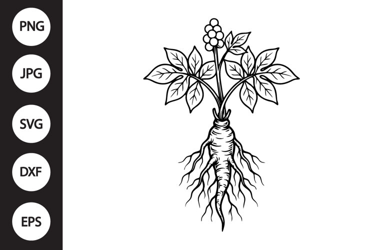 Ginseng SVG example image 1