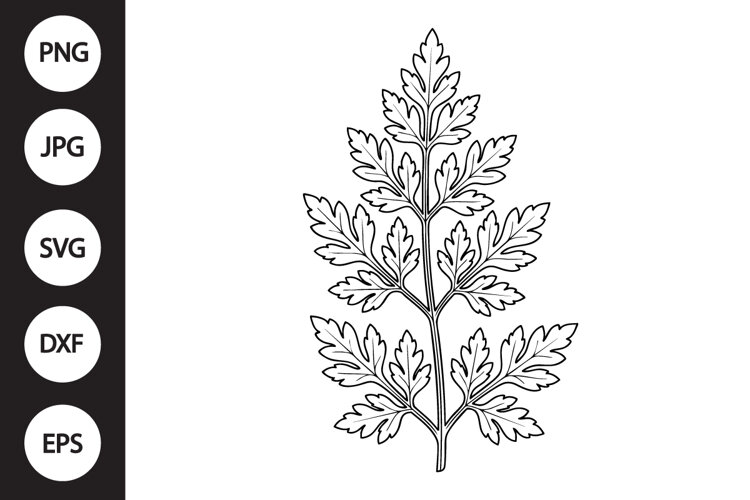 Chervil Herb SVG example image 1