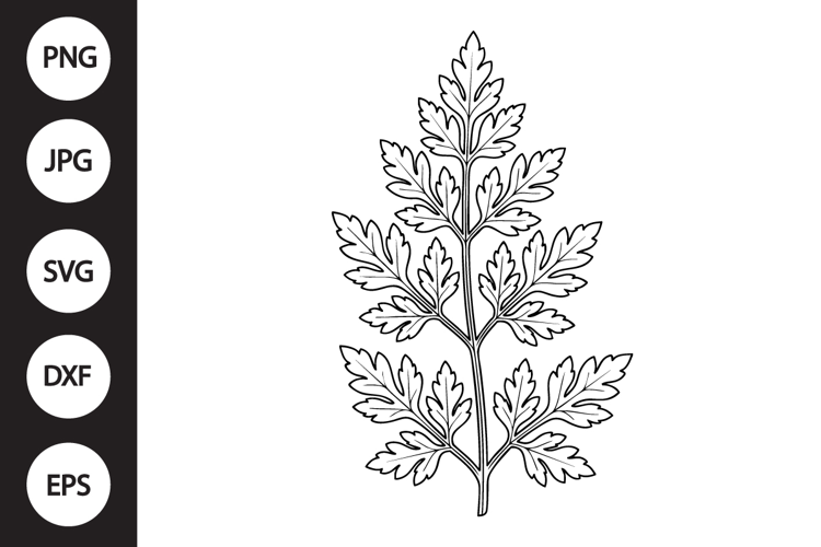 Chervil Herb SVG