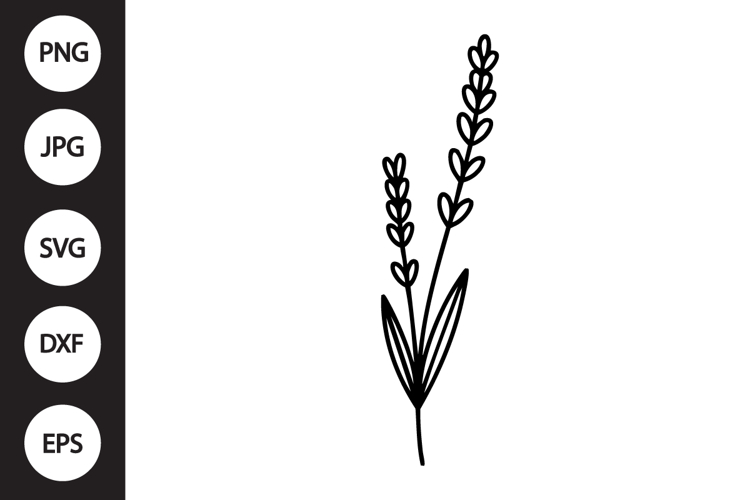 Lavender Botanical SVG