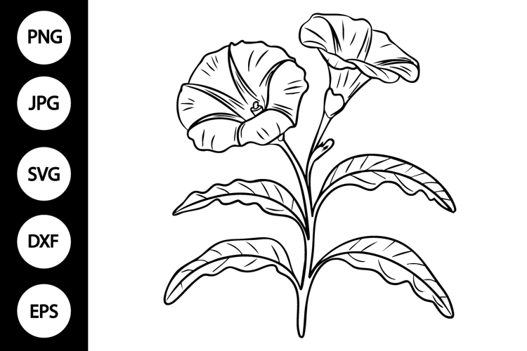 Outline Morning Glory Flower SVG