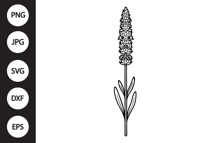 Lavender SVG