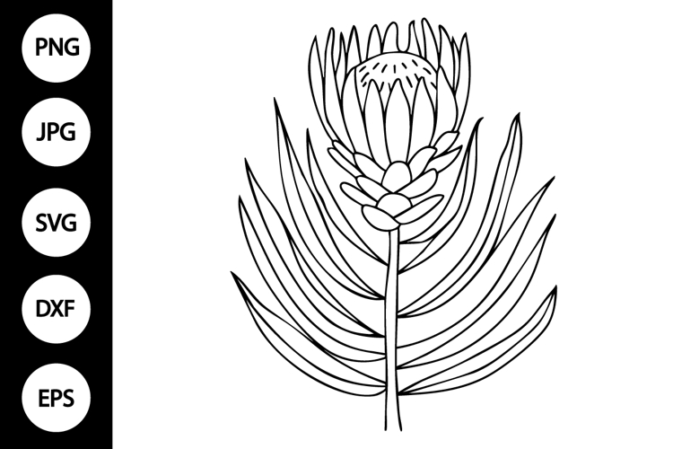 Flower Outline Clipart Image 22