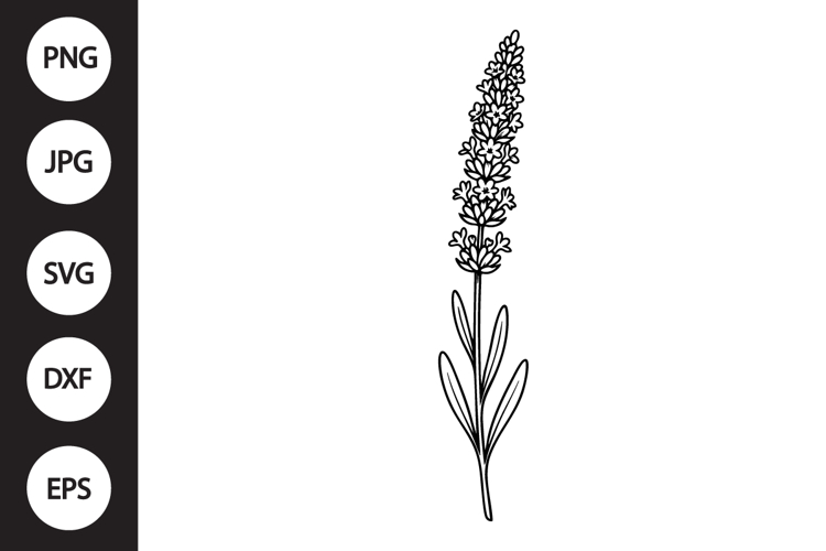 Lavender SVG