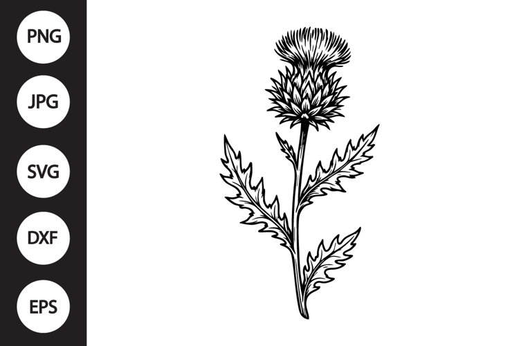 Scottish Thistle SVG example image 1
