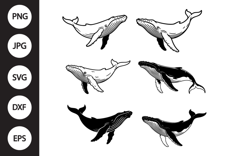 Whale Clipart Image 2