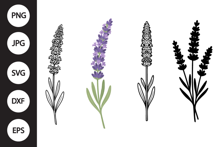 Lavender SVG, Lavender Clipart