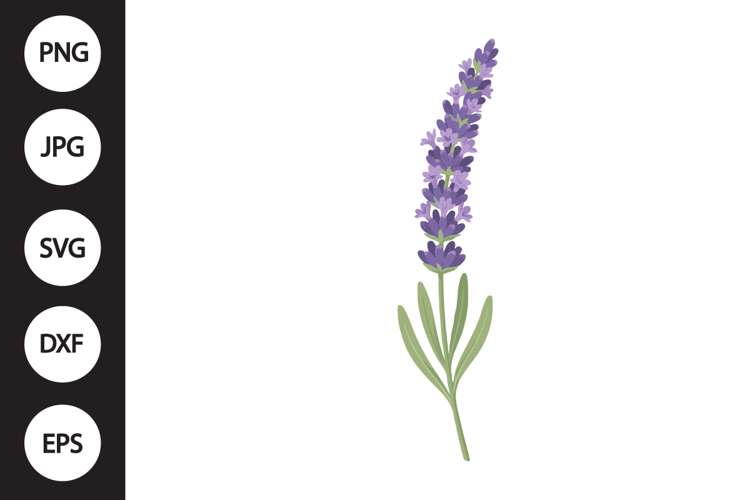 Lavender SVG