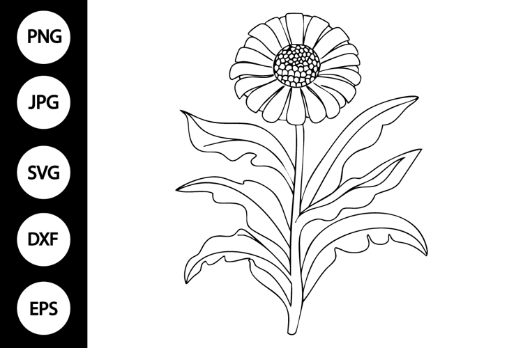 Outline Zinnia SVG, Coloring Page