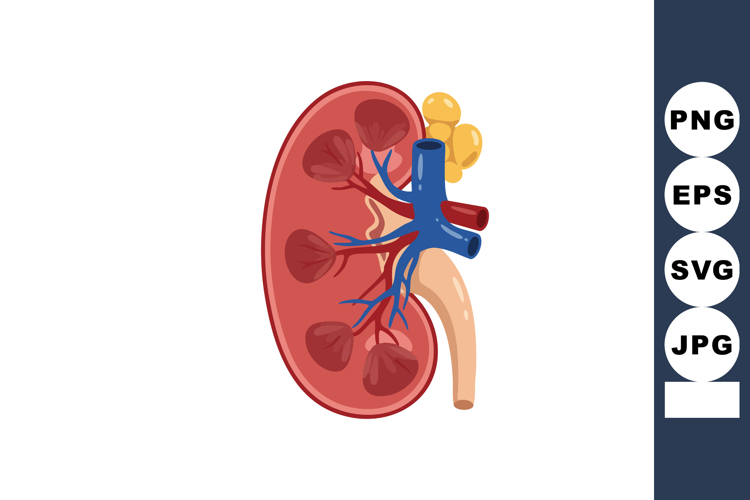 Kidney Clipart Image 5