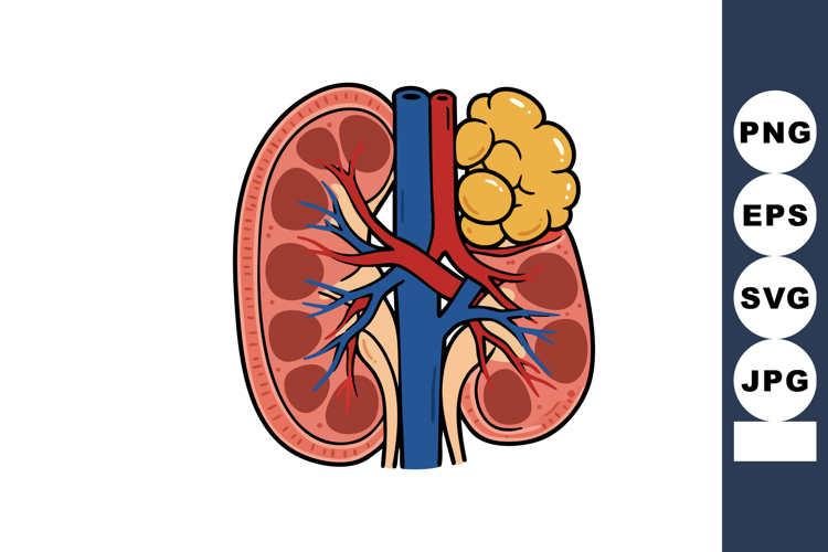 Kidney Clipart Image 8