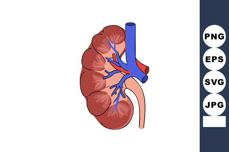 Kidney Clipart Image 4