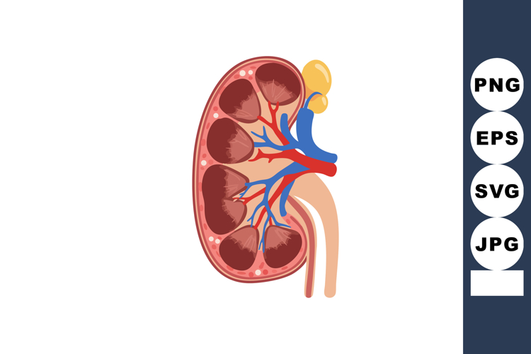 Kidney Clipart Image 7