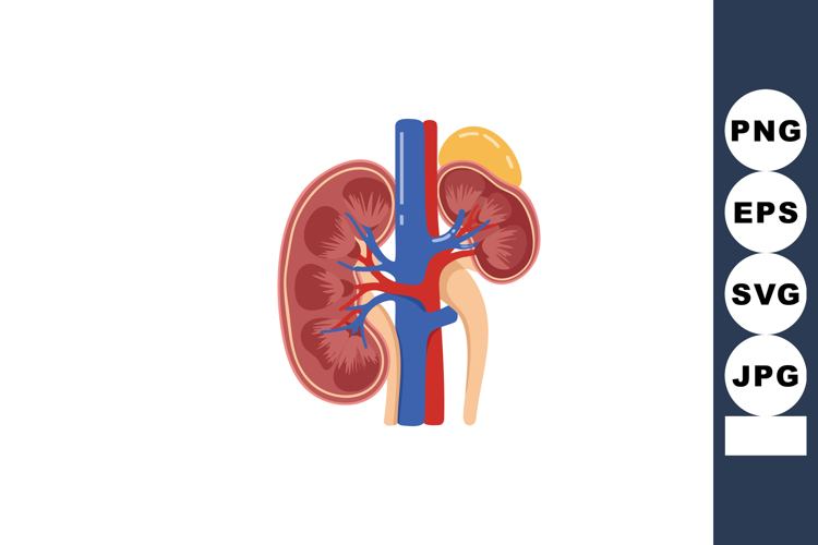 Kidney Clipart Image 6