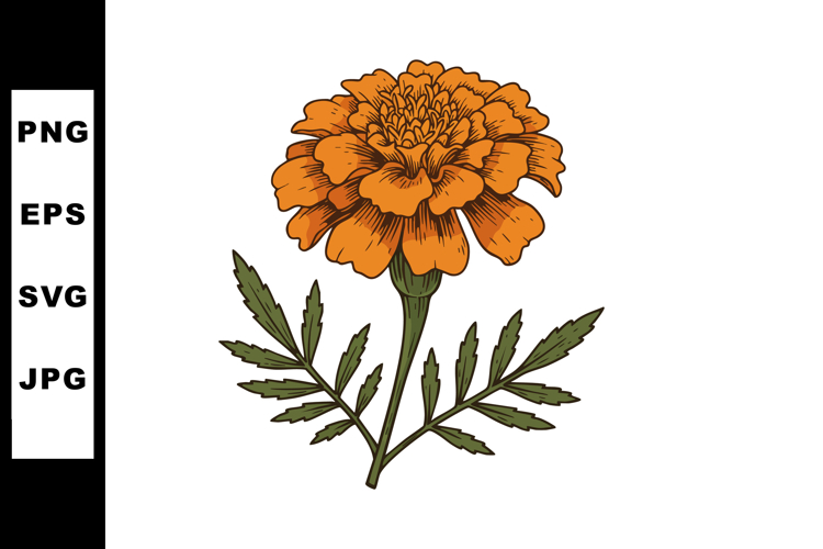 Marigold Clipart Image 3