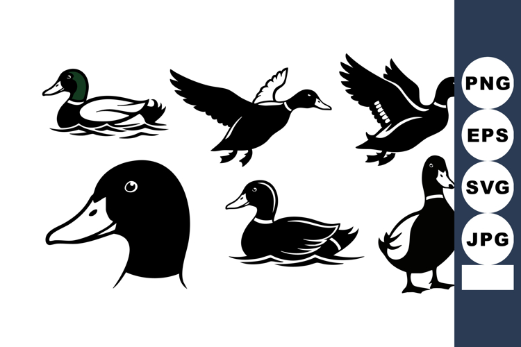 Duck Vector Image 13