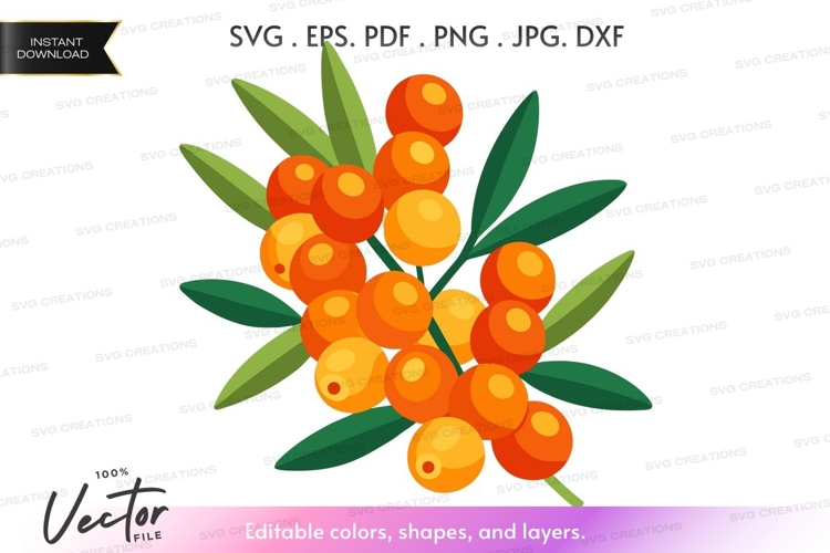 Fruit Vector Image 15