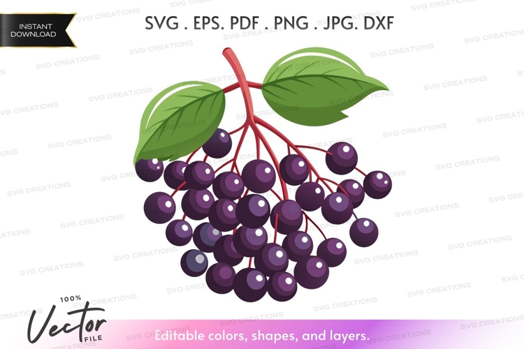 Fruit Vector Image 23