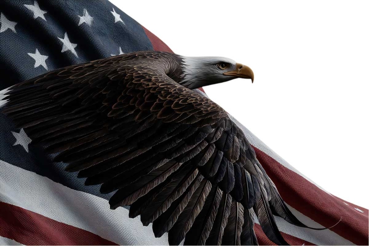 Eagle Clipart Image 10