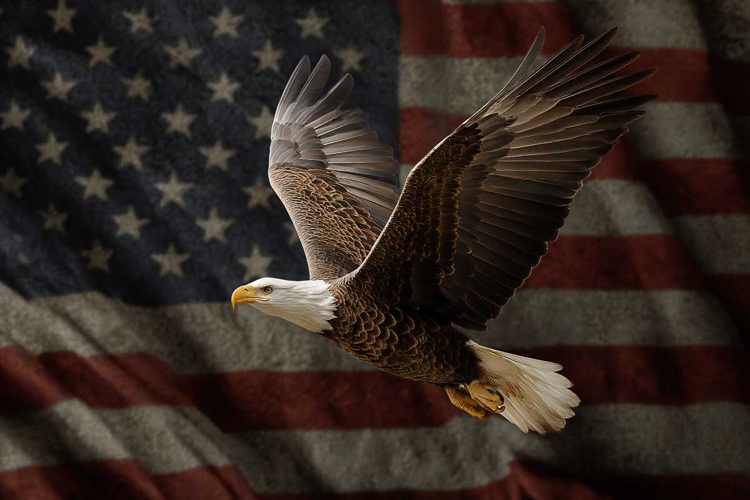 American Eagle Patriotic 4th of July