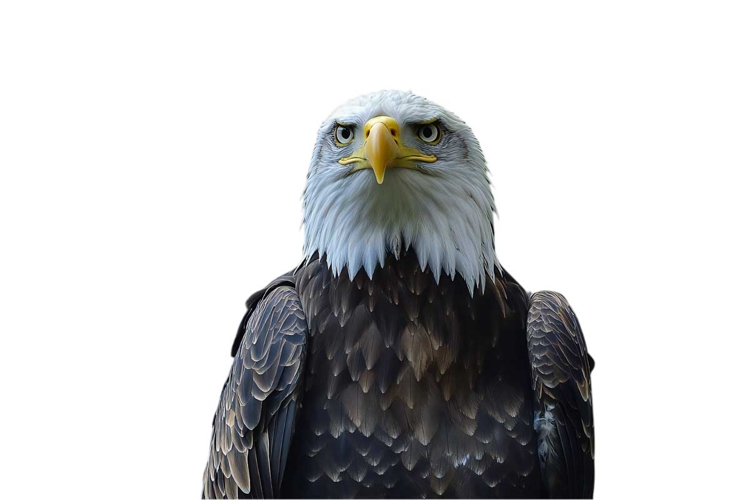 Eagle Clipart Image 16
