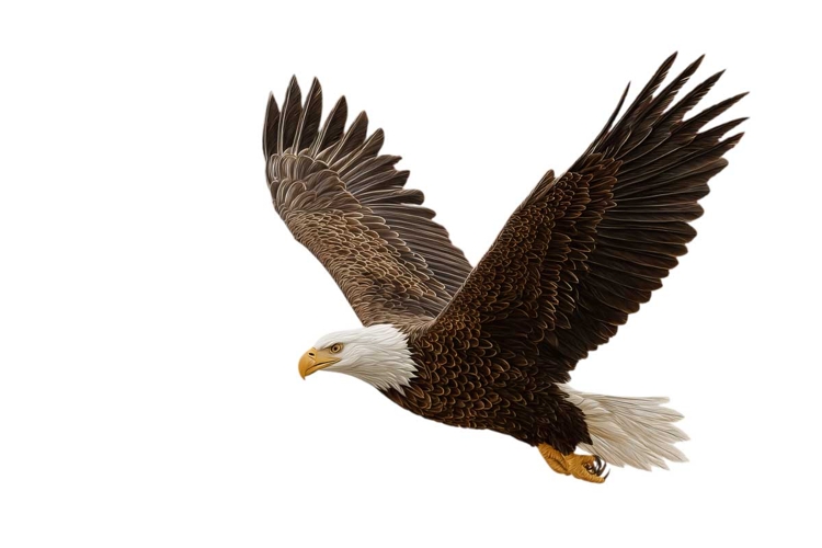 American Eagle Clipart Image 22