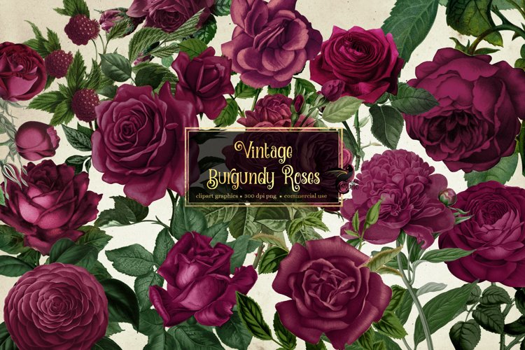 Red Rose Clipart Image 24