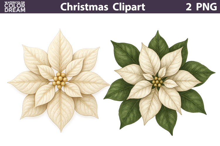 Vintage Christmas Clipart | Poinsettia Sublimation