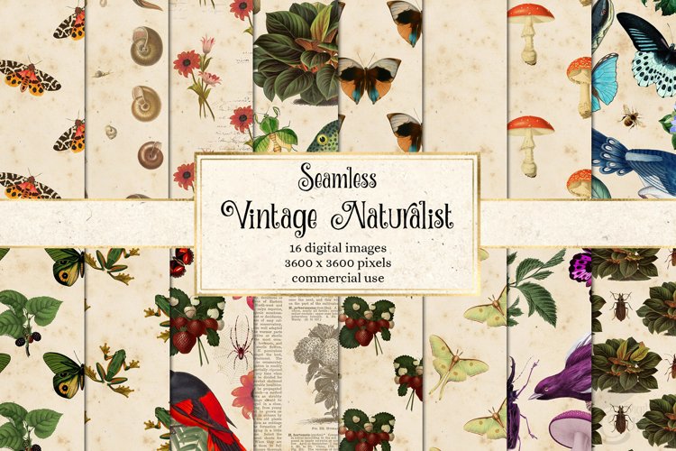 Vintage Naturalist Digital Paper example image 1