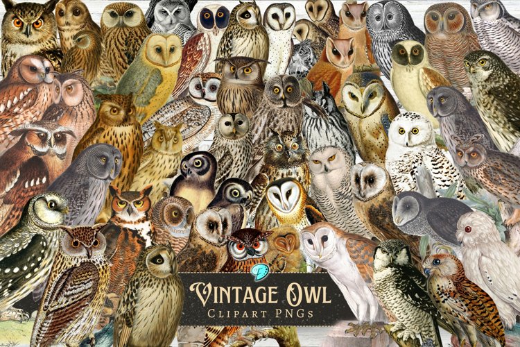 Vintage Bird Illustration Image 5