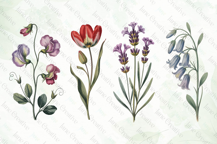 Vintage Pressed Flowers Clipart