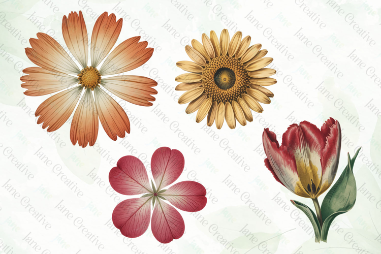 Vintage Pressed Flowers Clipart