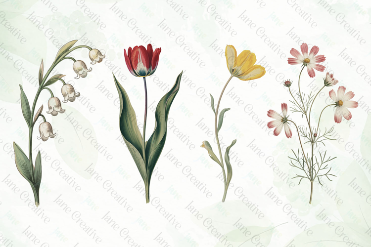 Vintage Pressed Flowers Clipart