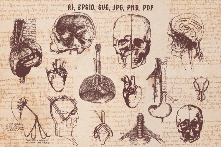 Leonardo da Vinchi Anatomy 2