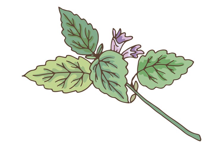 Green leaves branch with violet flower. Catnip botanical ill example image 1