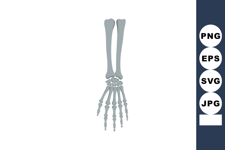Anatomy Clipart Image 7