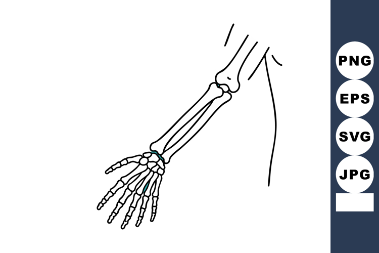 Bone Illustration Image 5