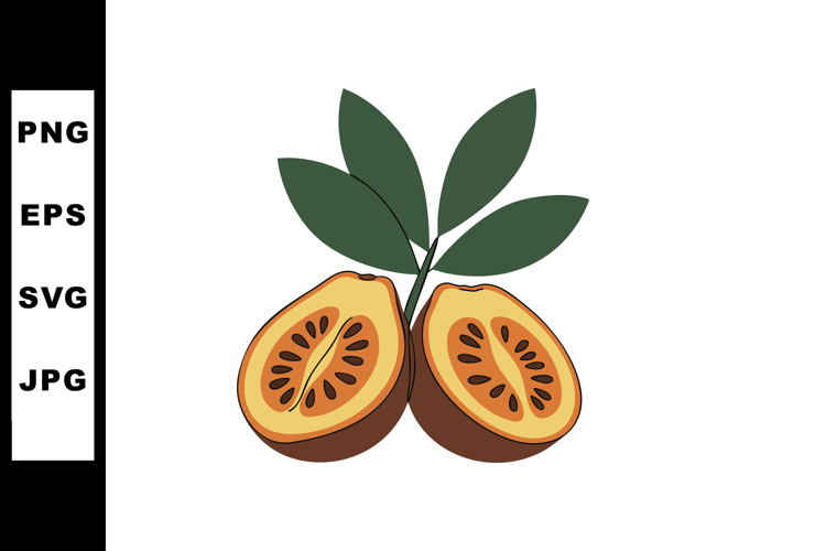 Sapodilla fruit cut open with green leaves vector illustrati