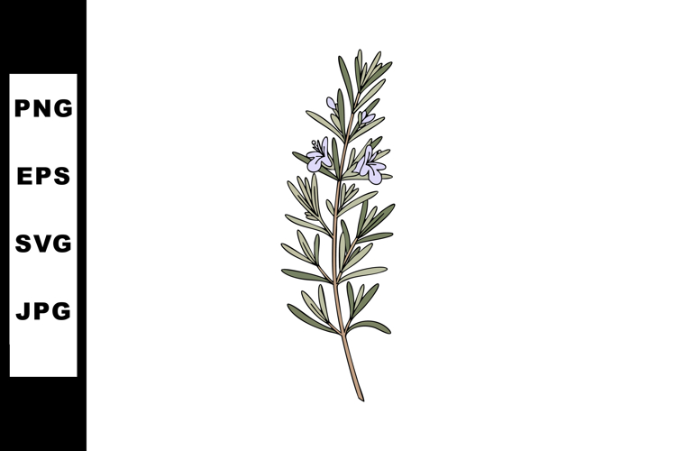 Rosemary Illustration Image 12
