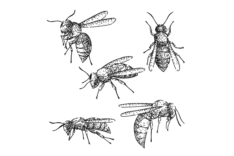 Bug Drawing Image 10