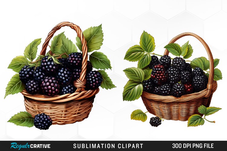 Blackberry Illustration Image 13